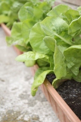 Comment faire pousser une salade bio sur ma fenêtre ?