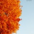 arbre en automne