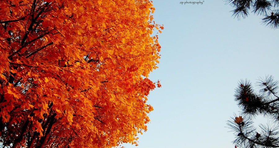 arbre en automne