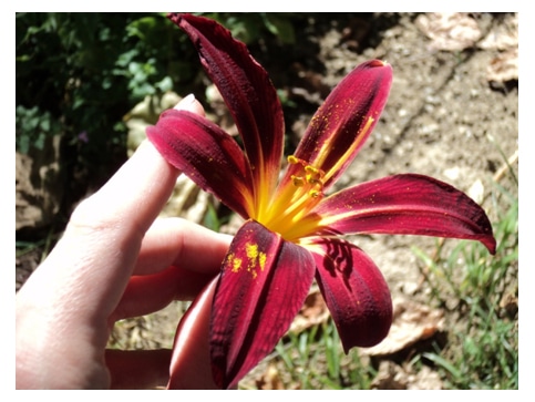 Une journée au cœur des plantes aromatiques et médicinales